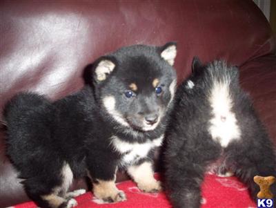 Shiba Inu Puppies for Sale